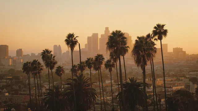 Palm trees against the Los Angeles skyline at golden hour